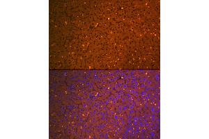 Immunofluorescence analysis of mouse liver using Alpha-2-Macroglobulin (Alpha-2-Macroglobulin (M)) Rabbit mAb (ABIN7265558) at dilution of 1:100 (40x lens).
