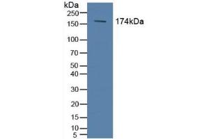 ABCC2 antibody  (AA 1300-1534)