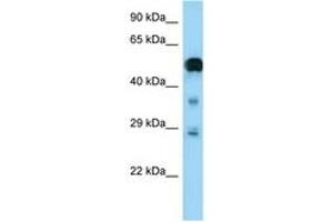 Image no. 1 for anti-Neurofibromin 2 (NF2) (AA 357-406) antibody (ABIN6748185) (Merlin anticorps  (AA 357-406))