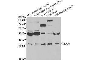 Western blot analysis of extracts of various cell lines, using MYOG antibody (ABIN5974015) at 1/1000 dilution. (Myogenin anticorps)