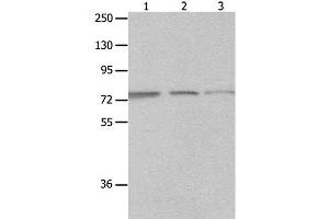 Western Blot analysis of A549, Jurkat and 293T cell using MAGED1 Polyclonal Antibody at dilution of 1:1200 (MAGED1 anticorps)