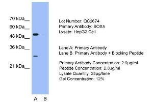 Host: Rabbit  Target Name: SOX5  Sample Tissue: HepG2 cell lysatesLane A:  Primary Antibody Lane B:  Primary Antibody + Blocking Peptide Primary Antibody Concentration: 2.