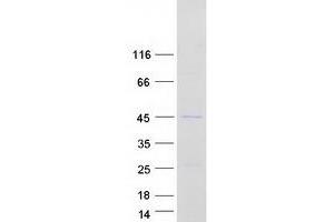 Validation with Western Blot