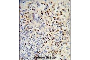 Formalin-fixed and paraffin-embedded human spleen reacted with MDFIC Antibody (N-term), which was peroxidase-conjugated to the secondary antibody, followed by DAB staining.