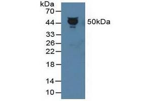 Figure. (PEDF anticorps  (AA 21-415))