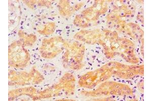 Immunohistochemistry of paraffin-embedded human kidney tissue using ABIN7143174 at dilution of 1:100