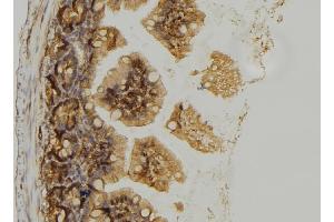 ABIN6279451 at 1/100 staining Mouse colon tissue by IHC-P.
