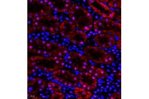 Immunofluorescence of paraffin embedded rat kidney using HOXC9 (ABIN7074251) at dilution of 1:650 (400x lens)