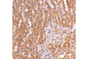 Immunohistochemical staining of mouse kidney using AP30889PU-N at 2 μg/ml. (TICAM2 anticorps  (C-Term))