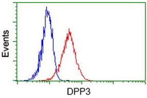 Image no. 2 for anti-Dipeptidyl-Peptidase 3 (DPP3) antibody (ABIN1497828) (DPP3 anticorps)
