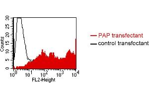 FACS analysis of BOSC23 cells using LT-3D1. (ACPP anticorps)