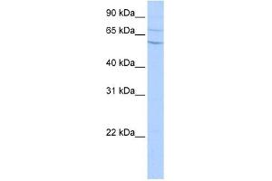 Carboxypeptidase N2 antibody used at 0.