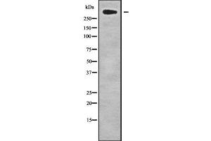 Western blot analysis of CHD8 using HepG2 whole cell lysates (CHD8 anticorps  (C-Term))