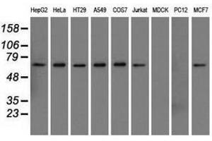 Image no. 2 for anti-Sorting Nexin 9 (SNX9) antibody (ABIN1501046) (SNX9 anticorps)