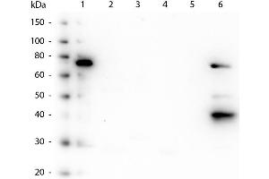 Western Blot of Mouse anti-Human IgM Fc5µ antibody. (Souris anti-Humain IgM (Fc5mu Region) Anticorps)