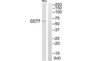 Western Blotting (WB) image for anti-Chaperonin Containing TCP1, Subunit 7 (Eta) (CCT7) (Internal Region) antibody (ABIN1852266) (CCT7 anticorps  (Internal Region))