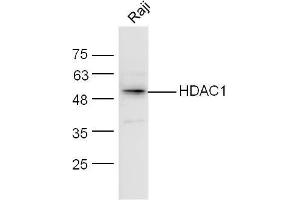 Raji lysates probed with HDAC1/HD1 Polyclonal Antibody, unconjugated  at 1:300 overnight at 4°C followed by a conjugated secondary antibody at 1:10000 for 60 minutes at 37°C. (HDAC1 anticorps  (AA 381-482))