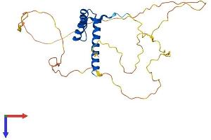 AlphaFold protein structure predicition of Mouse Recombinant Hoxc12 Protein, UniprotID Q8K5B8