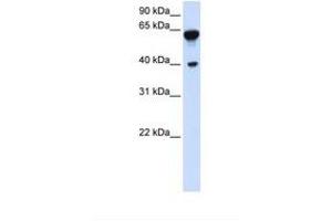 Image no. 1 for anti-Dystrobrevin, beta (DTNB) (AA 434-483) antibody (ABIN6738239)
