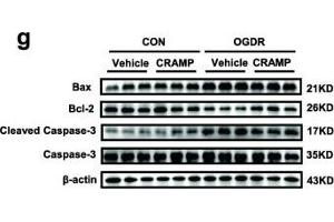 BAX anticorps  (AA 1-100)