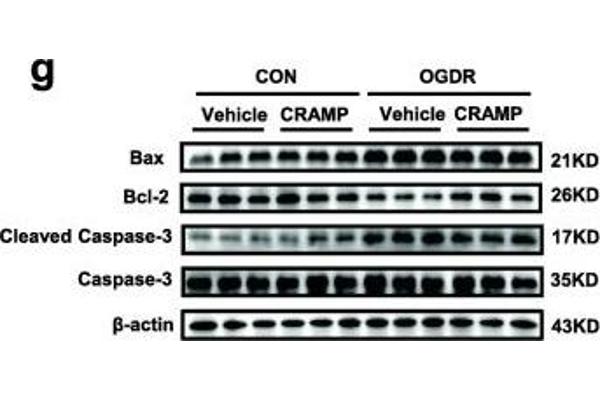 BAX antibody  (AA 1-100)