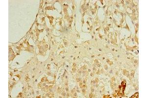 Immunohistochemistry of paraffin-embedded human adrenal gland tissue using ABIN7167447 at dilution of 1:100