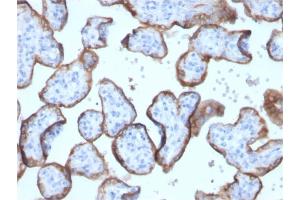 Formalin-fixed, paraffin-embedded human placenta stained with PLAP Rabbit Recombinant Monoclonal Antibody (ALPP/2899R). (Recombinant PLAP anticorps)