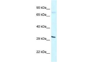 WB Suggested Anti-Bhlhe41 Antibody   Titration: 1. (BHLHE41 anticorps  (N-Term))