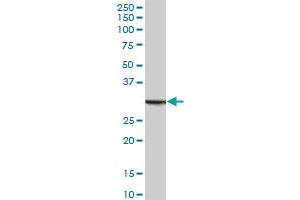 ANXA5 MaxPab polyclonal antibody.