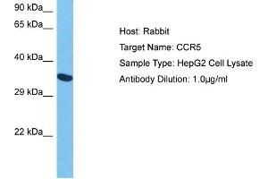 Host: Rabbit Target Name: CCR5 Sample Tissue: Human HepG2 Whole Cell Antibody Dilution: 1ug/ml