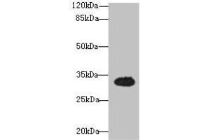 Western blot All lanes: OSER1 antibody at 3 μg/mL + Mouse liver tissue Secondary Goat polyclonal to rabbit IgG at 1/10000 dilution Predicted band size: 32 kDa Observed band size: 32 kDa (OSER1 anticorps  (AA 1-292))