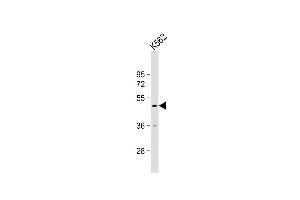 Anti-RN Antibody (Center) at 1:1000 dilution + K562 whole cell lysate Lysates/proteins at 20 μg per lane. (RNF133 anticorps  (AA 245-271))