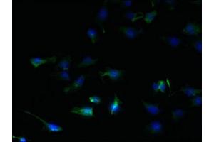 Immunofluorescent analysis of U251 cells using ABIN7169587 at dilution of 1:100 and Alexa Fluor 488-congugated AffiniPure Goat Anti-Rabbit IgG(H+L) (SFXN2 anticorps  (AA 1-99))