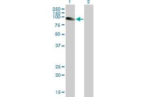 Western Blot analysis of SLC26A2 expression in transfected 293T cell line by SLC26A2 MaxPab polyclonal antibody. (SLC26A2 anticorps  (AA 1-739))
