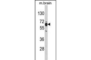 Western blot analysis of PHGDH Antibody (N-term) (ABIN389483 and ABIN2839543) in mouse brain tissue lysates (35 μg/lane). (PHGDH anticorps  (N-Term))
