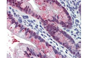 Anti-HOXC8 antibody IHC staining of human small intestine.