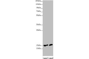 Western blot All lanes: NDUFA12 antibody at 3. (NDUFA12 anticorps  (AA 1-145))
