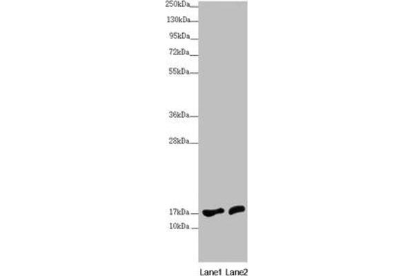 NDUFA12 anticorps  (AA 1-145)
