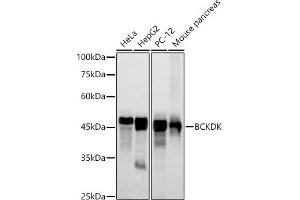 Western blot analysis of extracts of various cell lines, using BCKDK antibody (ABIN7265920) at 1:500 dilution. (BCKDK anticorps)