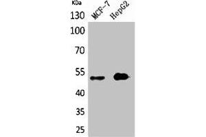 Western Blot analysis of MCF7, HepG2 cells using LIR-6 Polyclonal Antibody.