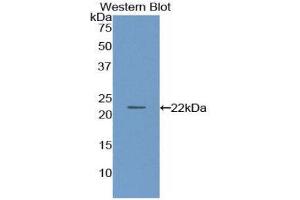 Western Blotting (WB) image for anti-Paraoxonase 1 (PON1) (AA 2-186) antibody (ABIN1861008) (PON1 anticorps  (AA 2-186))
