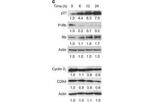Citreoviridin caused cell cycle arrest in the Go/G1 phase.