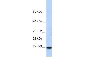 Western Blotting (WB) image for anti-Pterin-4 alpha-Carbinolamine Dehydratase/dimerization Cofactor of Hepatocyte Nuclear Factor 1 alpha (PCBD1) antibody (ABIN2458288) (PCBD1 anticorps)