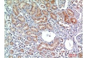 Immunohistochemistry (IHC) analysis of paraffin-embedded Human Kidney, antibody was diluted at 1:200.