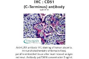 Image no. 1 for anti-Integrin alpha V (ITGAV) antibody (ABIN1732870) (CD51 anticorps)