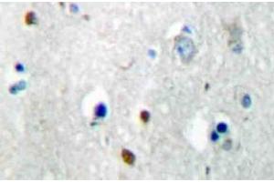 Immunohistochemistry (IHC) analyzes of MKP-2 antibody in paraffin-embedded human brain tissue.