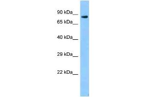 WB Suggested Anti-Zfp109 Antibody   Titration: 1. (Zfp109 anticorps  (C-Term))