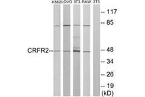 Western blot analysis of extracts from K562/LOVO/NIH-3T3/RAW264. (CRHR2 anticorps  (AA 71-120))