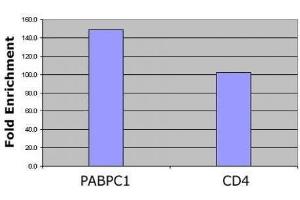 Histone H4 pan-acetyl antibody (pAb) tested by ChIP analysis. (Histone H4 anticorps  (acetylated, N-Term))