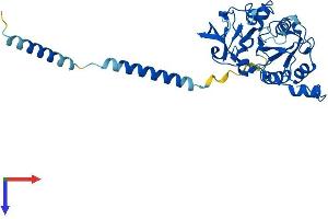 AlphaFold protein structure predicition of Mouse Recombinant B3gat3 Protein, UniprotID P58158